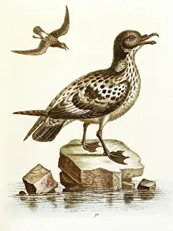 Castle Howard Collection: Bird