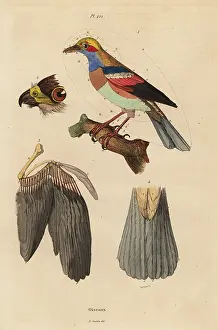 Oiseaux: Bird anatomy, beak, wing, tail, feathers