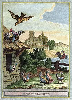 Rooster: Bird Attacks Rooster