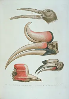 Jawbone: Detail of bird beaks