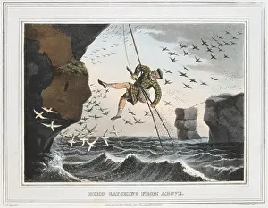 1813: Bird Catching from Above'. Catcher was lowered