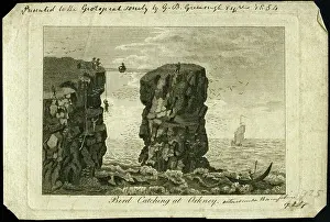 Greenough: Bird catching at Orkney