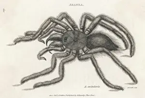 Spiders: BIRD-CATCHING SPIDER