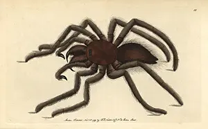 Tarantula: Bird-catching spider or pink-toed tarantula