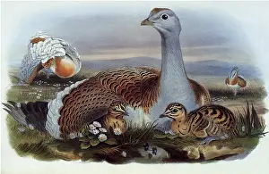 Stretched: Bird and Chicks