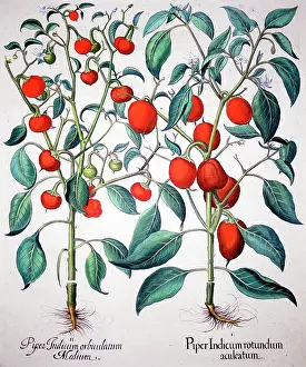 Tabasco: Bird, Chili and Tabasco Pepper plants