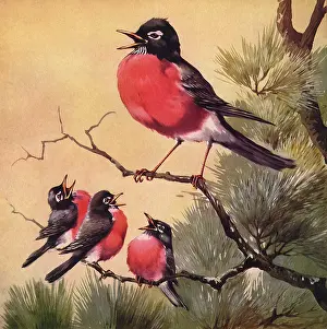 Three Bird Chorus