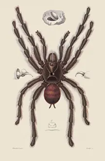 Arthropods: Bird-Eating Spider