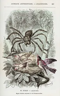 Spiders: BIRD-EATING SPIDER C1870