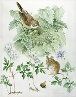 Eldridge: Bird with eggs in nest, mouse and bee