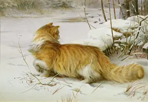 Nellie: The Bird Fancier ' ginger cat in snow