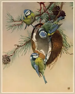 Feeder: Bird Feeder