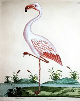 Flamingoes: Bird - Flamingo standing on one leg
