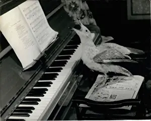 Thorner: Bird in full flow at the piano