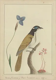 Raper: Bird & Flower of Port Jackson