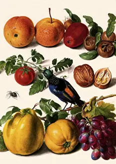 Tomatoes: Bird with Fruit and Nuts