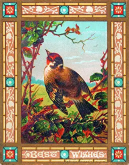 Brambles: Bird on a greetings card