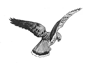 Podge: Bird illustration