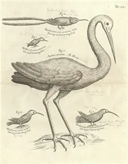 Trochilidae: Bird illustration