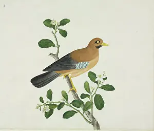 Eudicot: Bird illustration