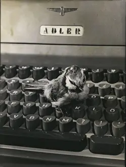 Typewriters: Bird on keyboard of Adler typewriter