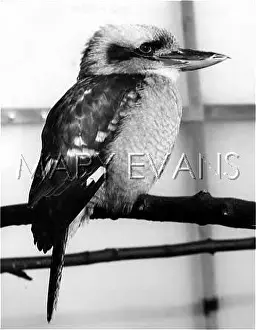 Kookaburra: BIRD/KOOKABURRA