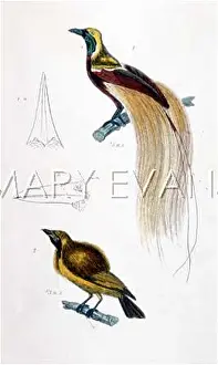 Aurea: BIRD OF PARADISE 2