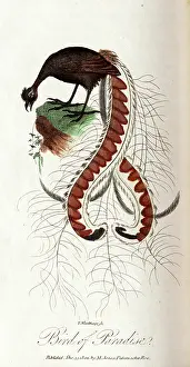 The Kings College Archives And Special Collections: Bird of paradise