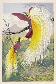 Extravagant: BIRD OF PARADISE