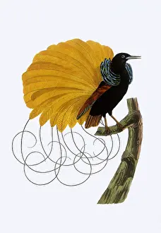 Havell: Bird of Paradise