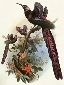 Smit: Bird of Paradise, Epimachus fastuosus