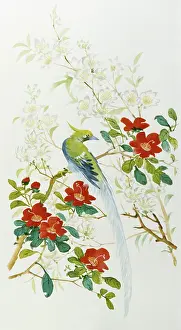 Malcolm Greensmith Collection: Bird of Paradise among exotic blooms