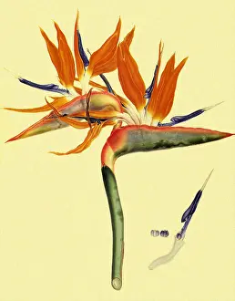 Reginae: Bird of Paradise Flower