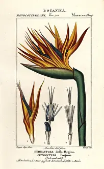 Reginae: Bird of paradise flower, Strelitzia reginae