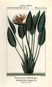 Reginae: Bird of paradise, Strelitzia reginae