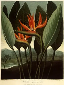Reginae: Bird of Paradise, Strelitzia reginae