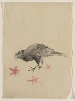 Cocked: A bird, possibly crow or raven, facing left, standing among