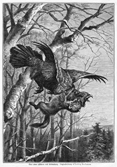 Stoat: BIRD AND PREDATOR
