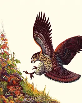 Talons: Bird of Prey