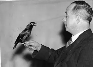 Accent: Bird with scotish accent