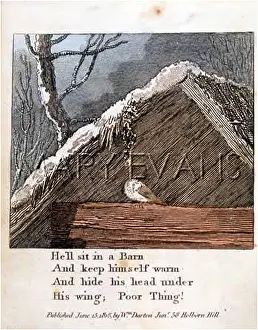 Eaves: BIRD SHELTERING