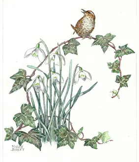 Weeds: A bird sitting on some ivy