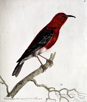 Ornithological: Bird standing on branch