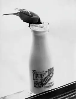 Pecking: BIRD STEALING MILK