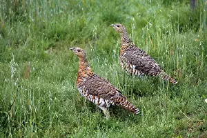 Kostroma: Birds, 1975