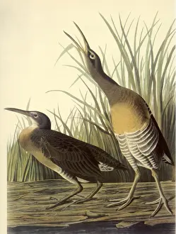 Clapper: Two Birds
