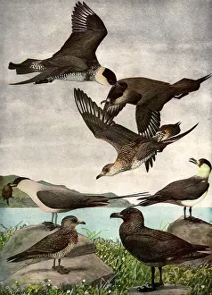 Agassiz: Birds