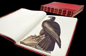 Accipitridae: The Birds of America by John James Audubon