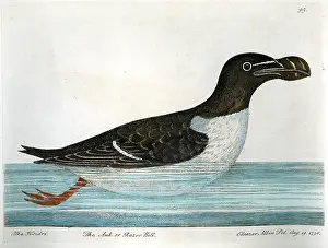 Razorbill: Birds - Auk Or Razorbill - Alka Hoidri