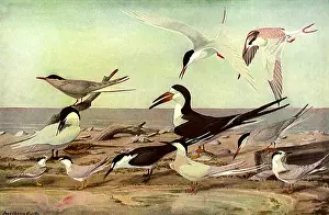 Sooty: Birds on Beach